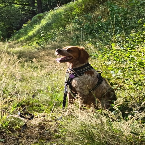 Roxa