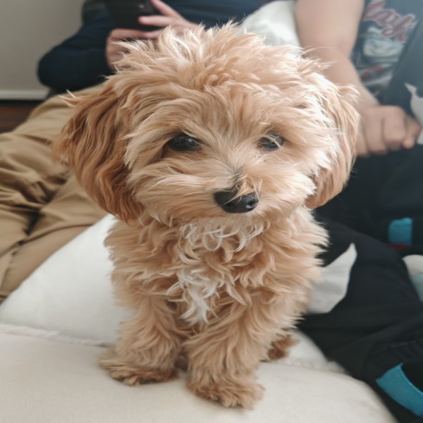 BILLY-BOBBY-BOY