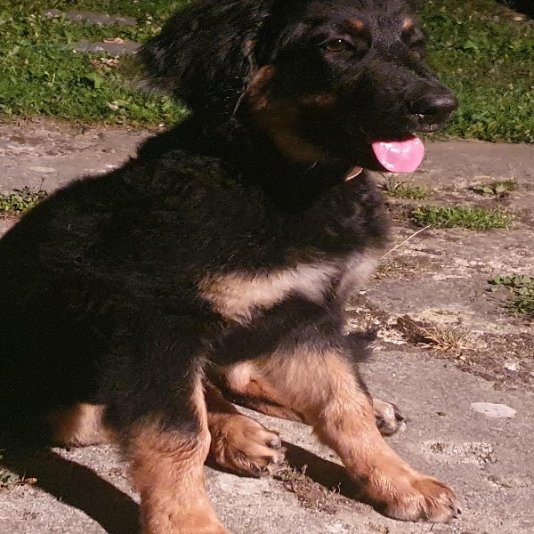 Aïka
