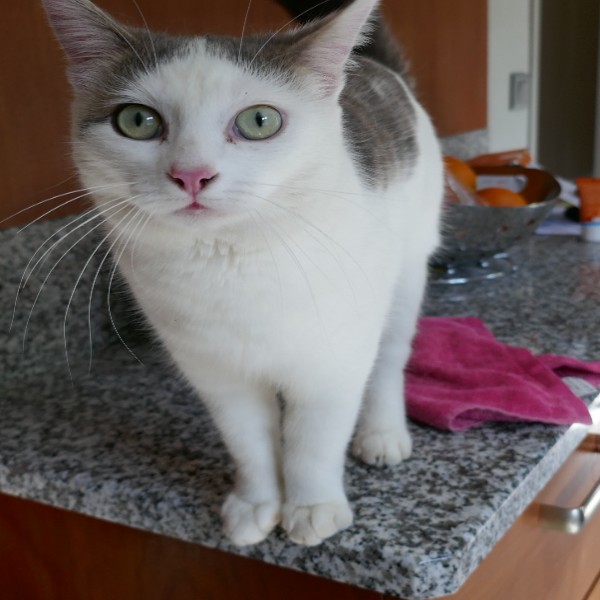 bianca