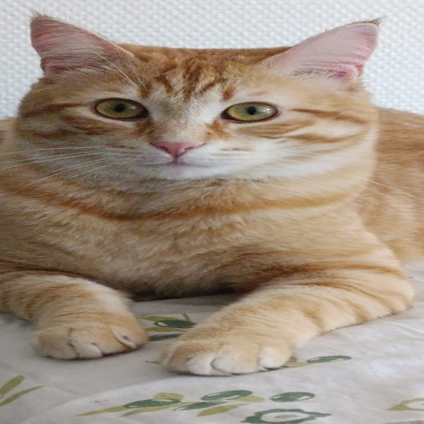 Abu
