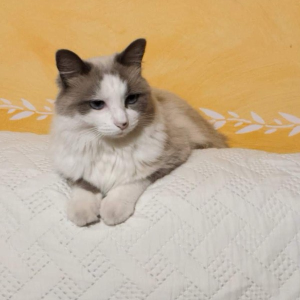 Yuki
