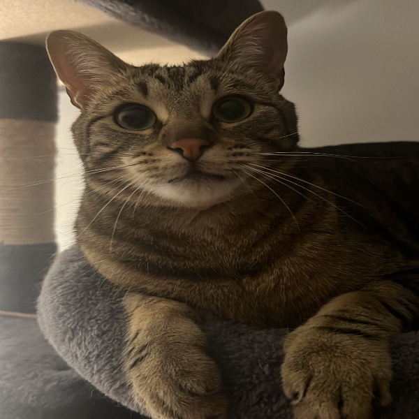 Toya