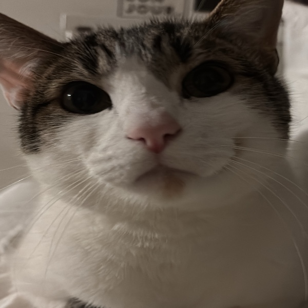 Nugget