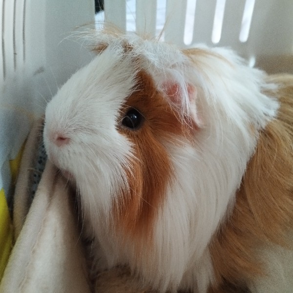 Sam