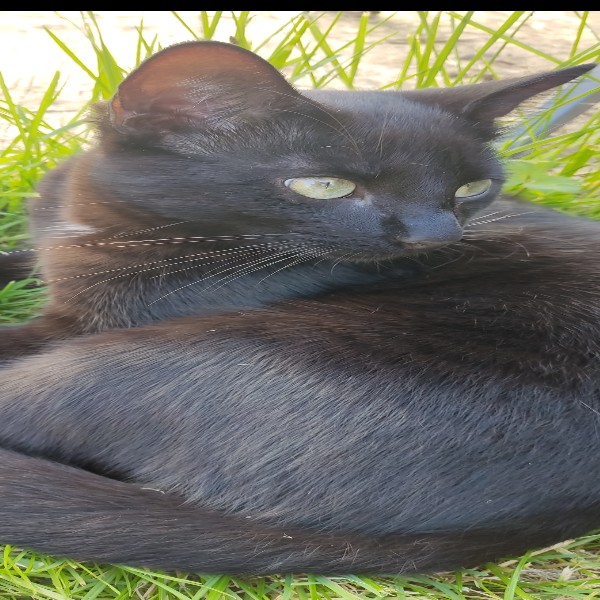 Loulou