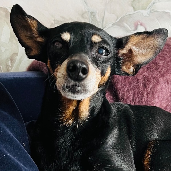 Cannelle