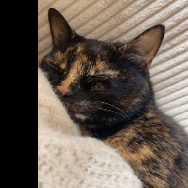 Mystic