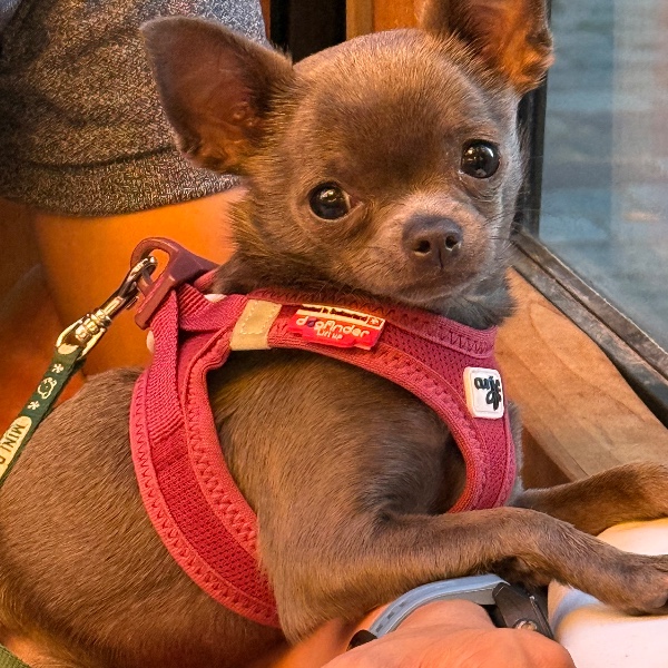Dora