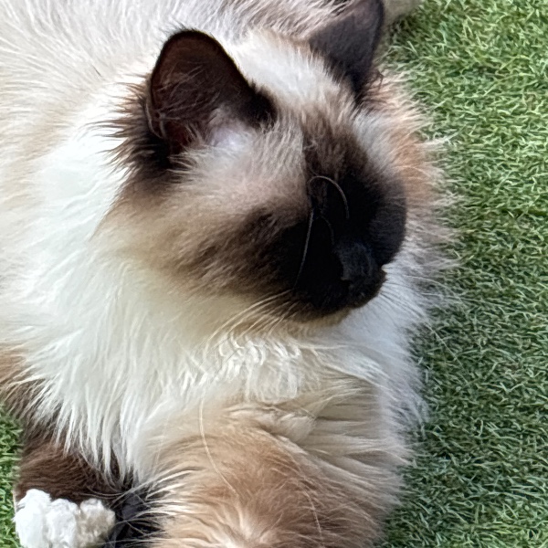 Nounours