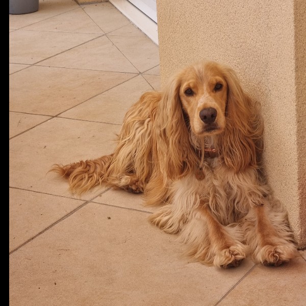 Milo