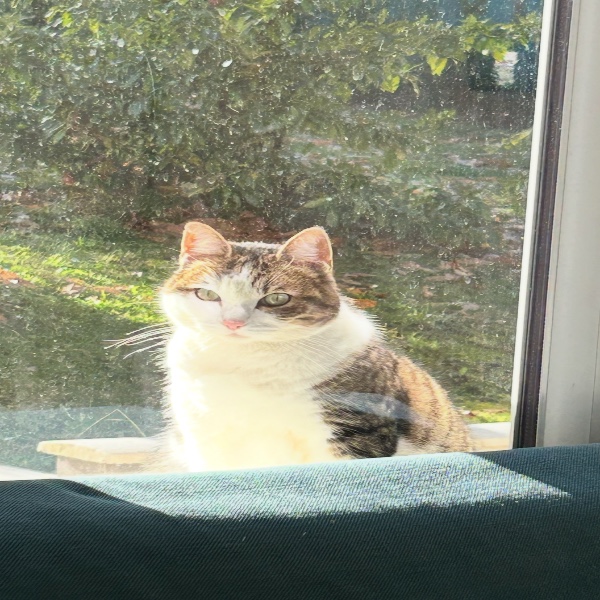 Catsy