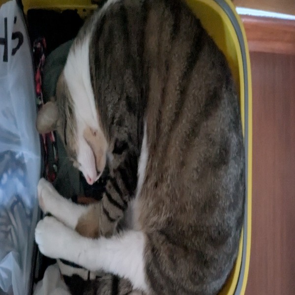 rajah