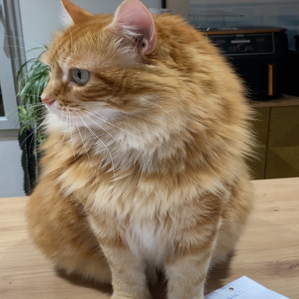 Minou