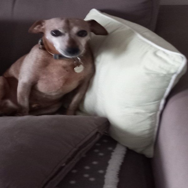 Bibi