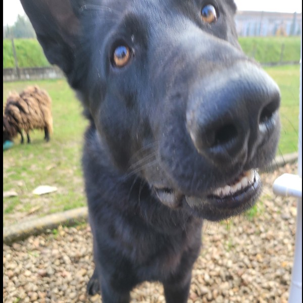 Sirius