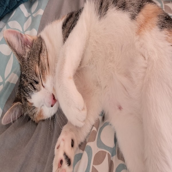 Chouquette