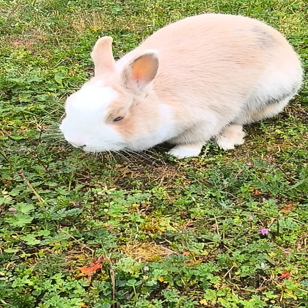 Trixie