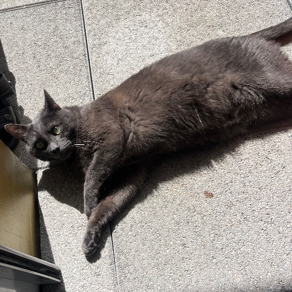 Pepito