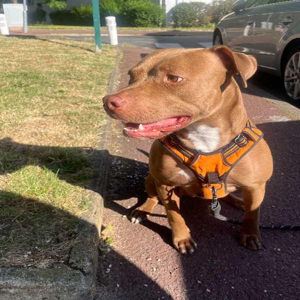 Melo