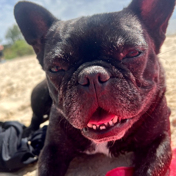 Maya