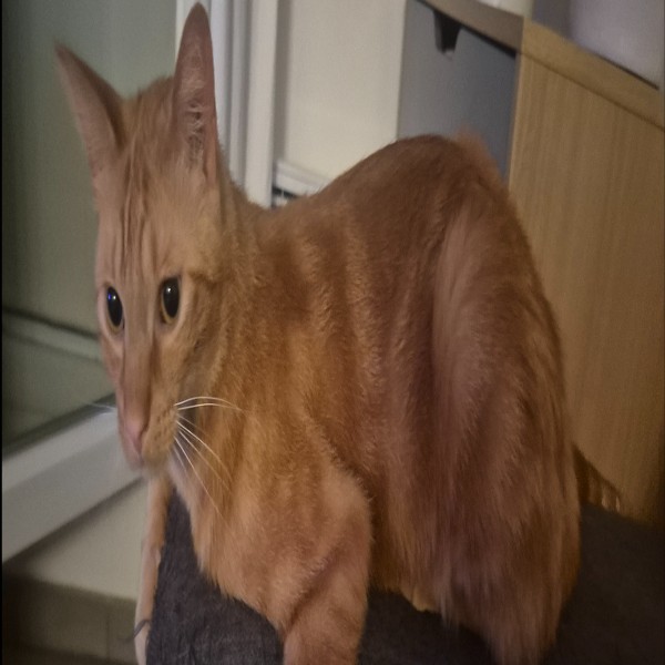 Django