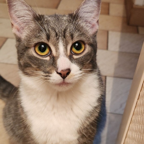 Tia
