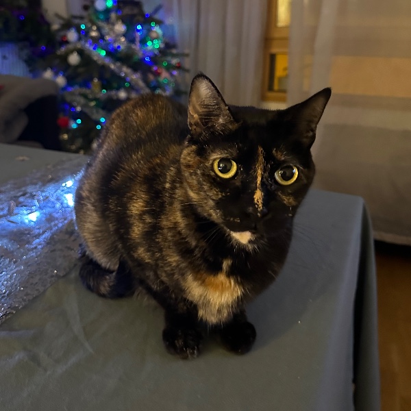Catalina