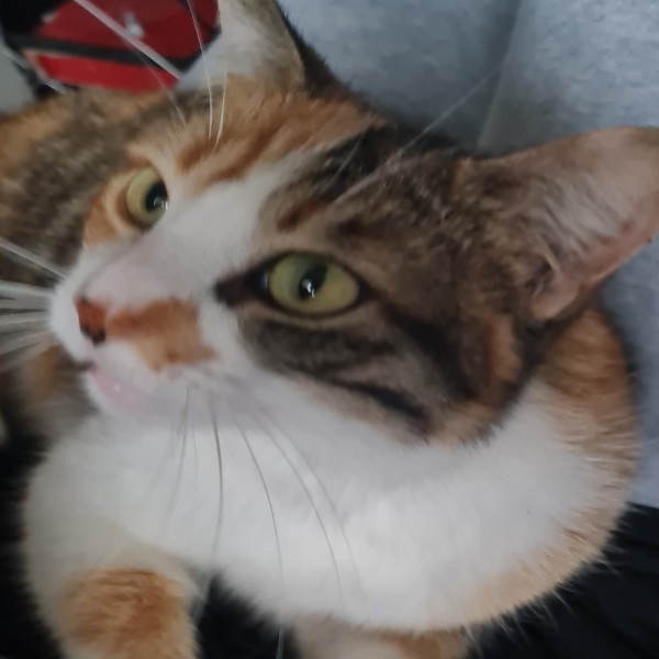 Molly