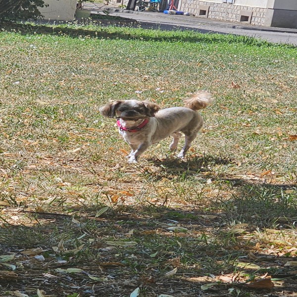 Lilou