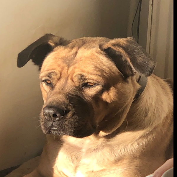 Laika