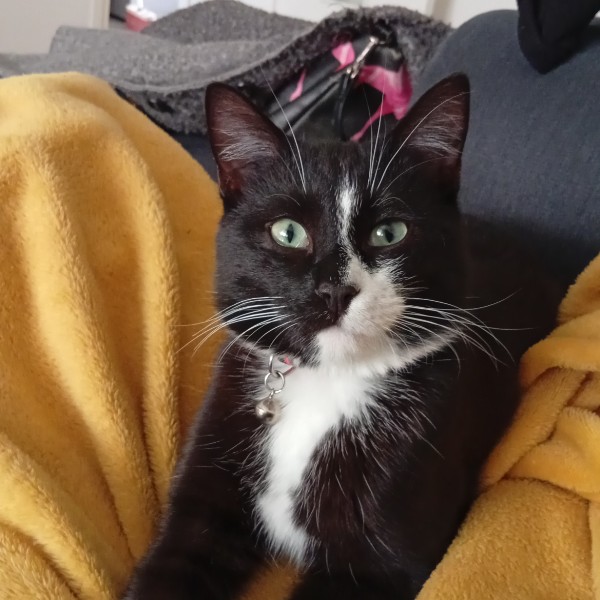 Felix