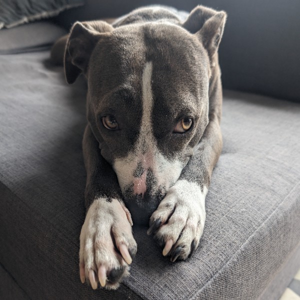 Naya