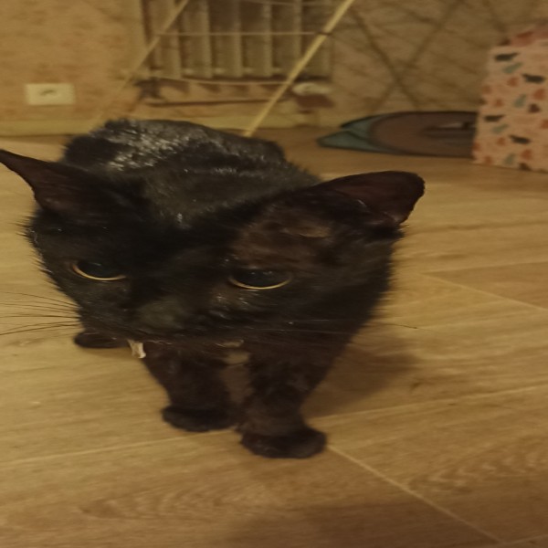 Sven