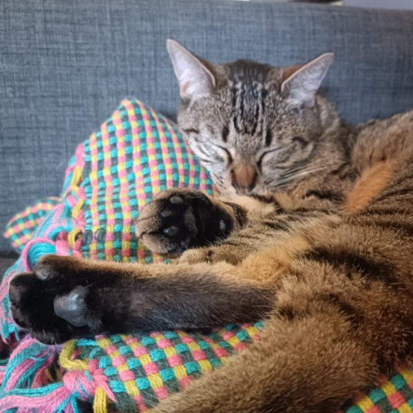 Minette