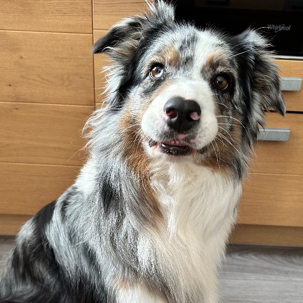 Arya