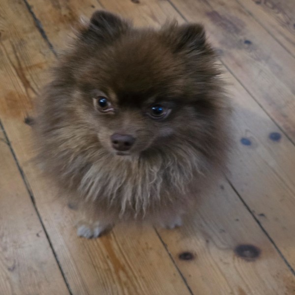 Brookey