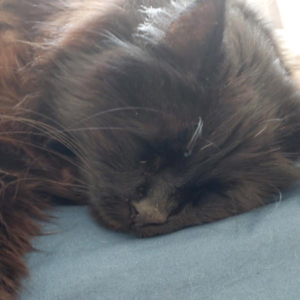 LEO