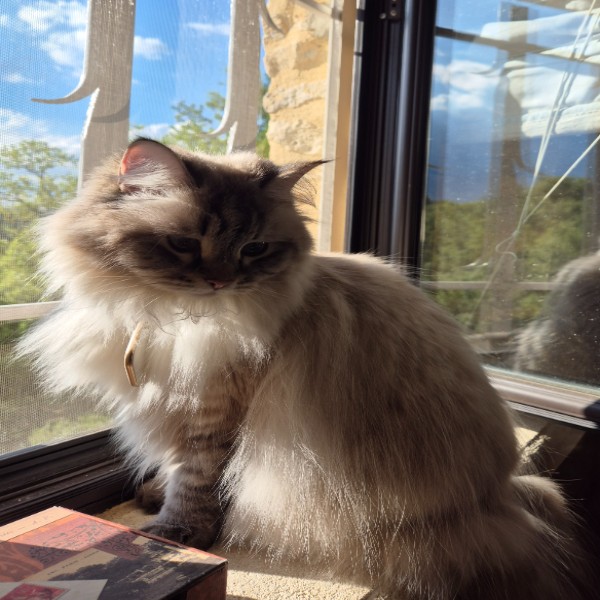 Tia