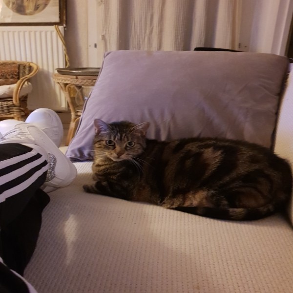 Tigrou