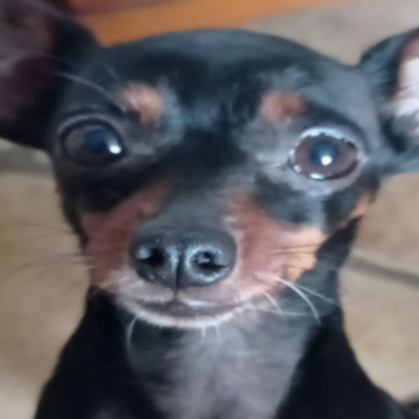 Moly