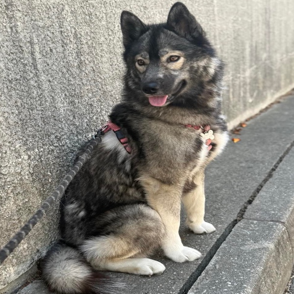 Aska