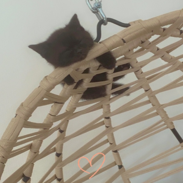 Simba