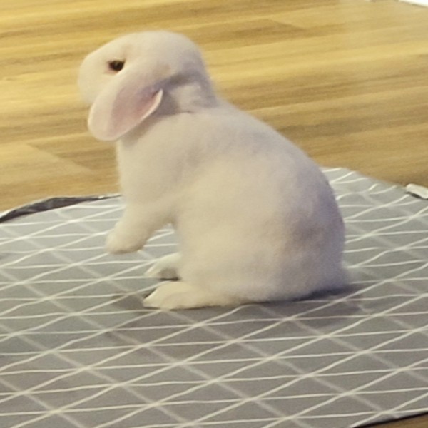 Pompom