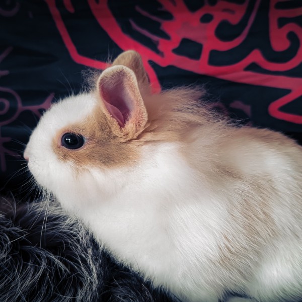 Nougat