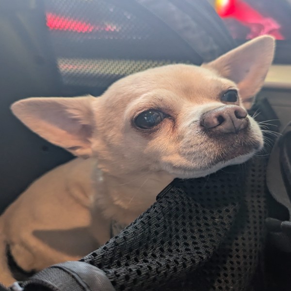 Yoda