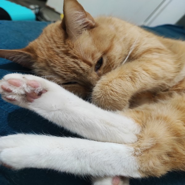 Ponyo