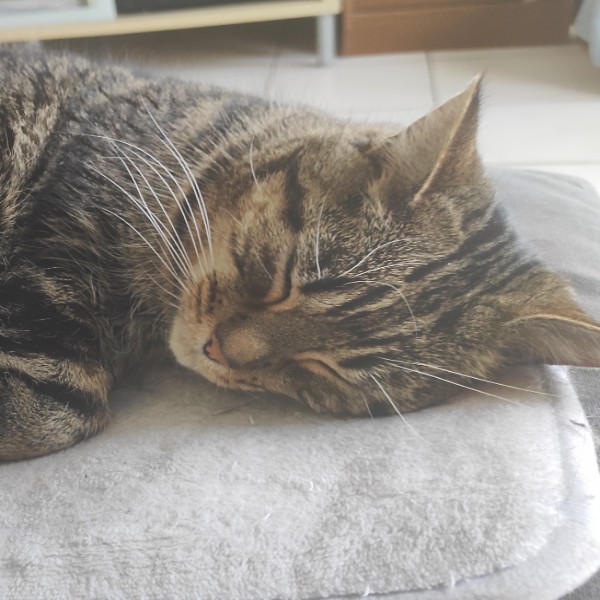 Nala