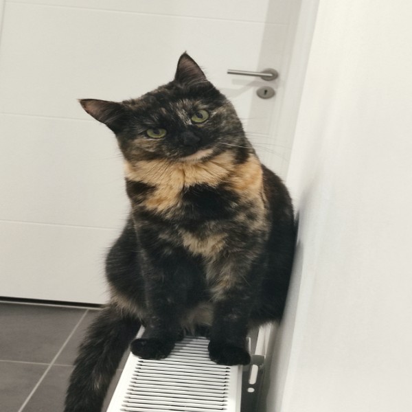Penelope