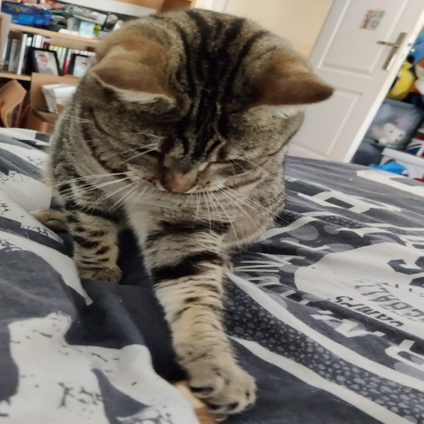 Mindy